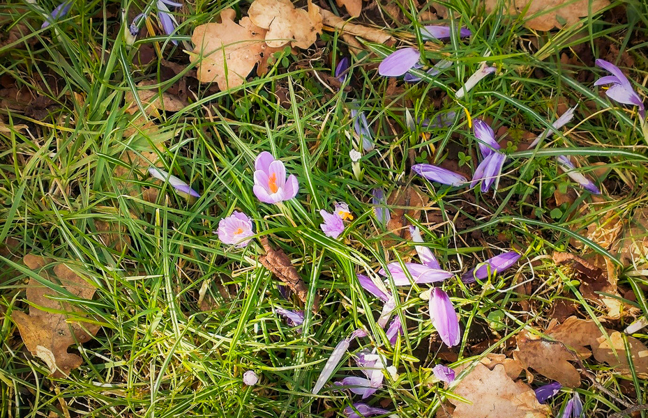 Nottingham Spring Crocus