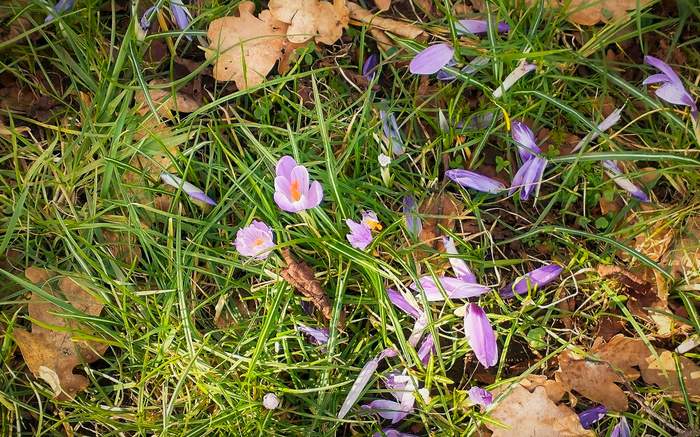 Nottingham Spring Crocus